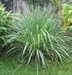 Lemongrass Plant- 3 seperate in 2.25 Inch Size! Non GMO! Organic! Also Known As Fever Grass, Cymbopogon Citratus/ Known for being a Natural Mosquito Repellent! Daylily Nursery