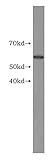 GK3P Antibody (Antibody)