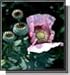 Opium Poppy - Seed Pack Hens and Chicks