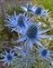 25 BLUE STAR SEA HOLLY Eryngium Flower Seeds