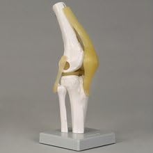 Altay Knee Joint Model