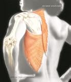 Human Anatomy- Text Only, Frederic H. Martini, Michael J. Timmons, Robert B. Tallitsch, 0007044984