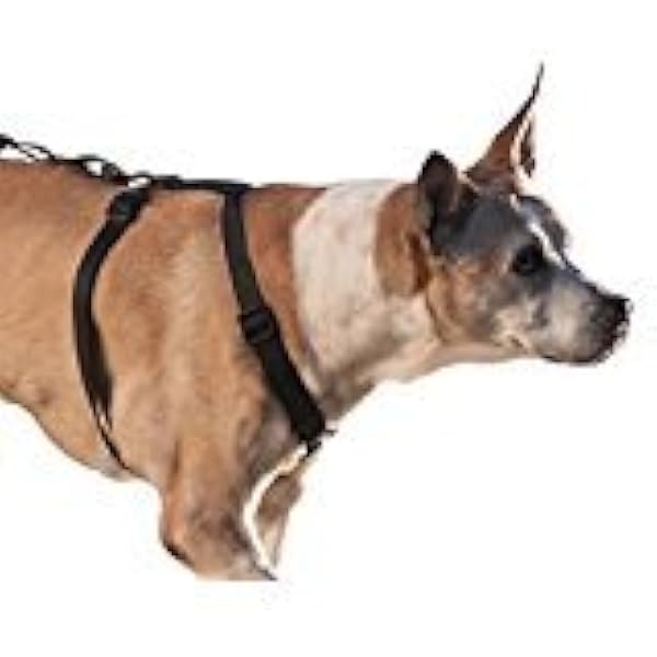 walkabout knee brace for dogs