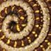 L. Erickson Metallic Woven Whirl Pony - Chocolate
