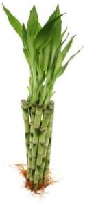 Lucky Bamboo 10 Stalks of 12 inches Straight Plant Indoor Houseplant Best Gift