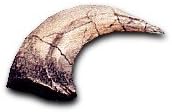 Prehistoric Planet Store - Velociraptor Slashing Claw by Prehistoric Planet Store