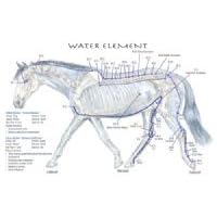 Equine 5 Element Meridian Chart Set of 4 Horse (Lake Forest Anatomicals Vet Models)|Lake Forest Anatomicals Vet Models