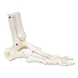 AWW A31-1L Foot Skeleton - Flexibly, Left with