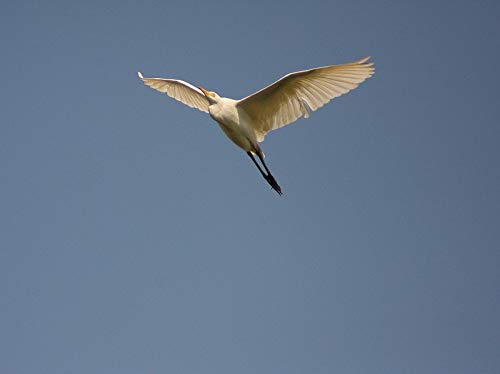 1 Digitalmate+420+1600mm+Telephoto+Digital+Cameras