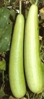 Bhim Bottle gourd seed packet by Seeds of India