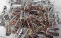 Aquatic Live Food Daphnia Eggs