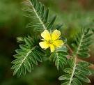 25 Yellow PUNCTURE VINE Tribulus Terrestris Vine Seeds
