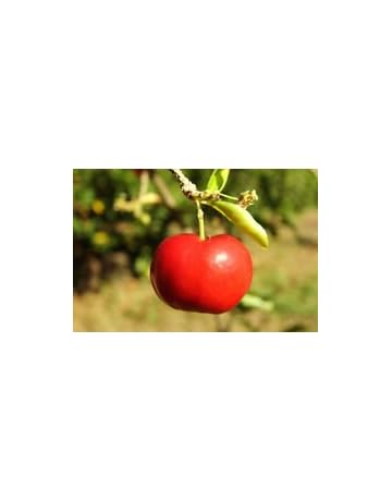 Frutales | Amazon.es