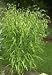 100 RIVER OATS (Northern Sea Oats / Inland Oats) Ornamental Uniola Latifolia Grass Seeds