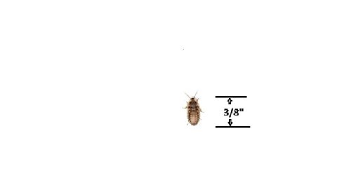 Dubia Roaches 500 Small by Dubia Roaches