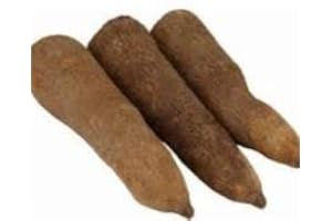 WBUT2023 African Yam Tubers (1 lb tuber)