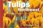 Tulips of the Northwest: A Postcard Book (Postcard Books) by 