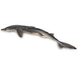 Nasco Dogfish Shark (Squalus) - Size: 18