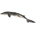 Nasco Dogfish Shark (Squalus) - Size: 18