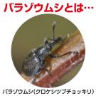 アース製薬 アースガーデン バラの虫ホイホイ 幹に塗るタイプ