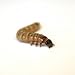 Josh's Frogs Superworms (200 Count)