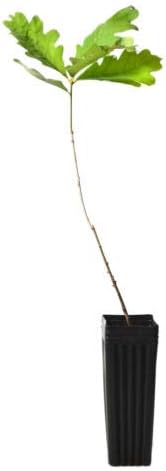 TreesAgain Potted White Oak Tree - Quercus alba - 9 to 14 inches #tgn029