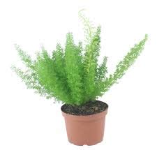 pankaj nursery indoor Asparagus Myers asparagus fern evergreen perennial plant plant pack of 1 indoor