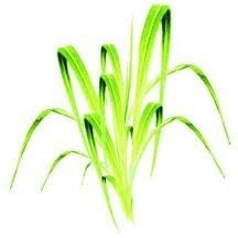 Lemongrass Fresh Cut - 1966 - Candle & Soap Fragrance Oil - 16 Oz (1 lb) - High Performance Supply - Special Promotion