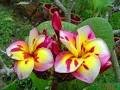 Tree Kings plumeria 5 seeds...rare