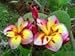 tree kings plumeria 5 seeds...rare