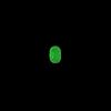 Wildlife-Luminous-Beads-Oval-Shaped-Beads-circle-Beads-Fishing-Lures-Fishing-Bead-Fishing-Tackle-Tools-Eggs-glow-fishing-beads-green