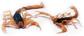 Preserved 4-6" Scorpion, Plain