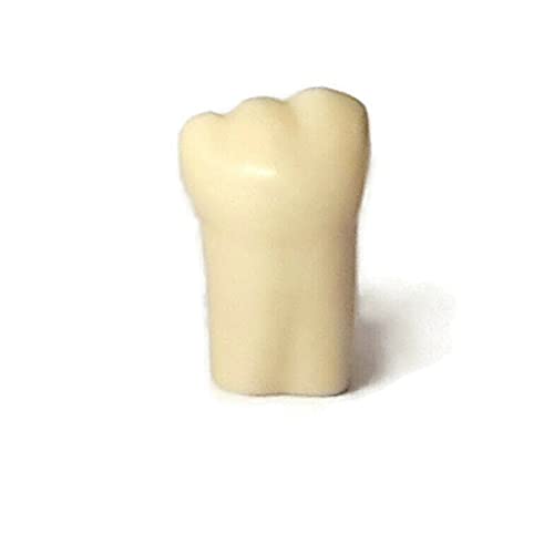 Frasaco Replacement AG-3 Typodont Practice Teeth for Dental Manikin ORE/LDS exams (Pack of 5, Tooth # 47)