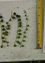 String of Pearls Hanging Succulent 4 Cuttings Each 4-6" Long Senecio Rare MHWK37