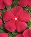 (AVI)~"PACIFICA REALLY RED" VINCA~Seeds!!~~~Lively, Little Periwinkle!