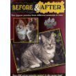 Before & After: Grey Tabby Kitten to King 2-500 Piece Jigsaw Puzzles