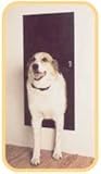 Solo Pet Door Intruder Alarm