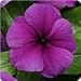 (AVI)~"JAMS N' JELLIES BLUEBERRY" VINCA~Seeds!!!~~~~~~Richness!