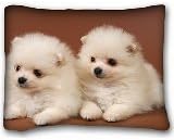Decorative Standard Pillow Case Animals Evaluation of the pomeranian two White 20"*26" One Side
