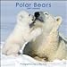 Polar Bears 2009 Wall Calendar