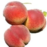 Red Haven Peach Tree Semi-Dwarf - Healthy - Established - One Gallon Trade Potted - 1 Each by Growers Solution
