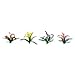 Flowering Plants Series: Flower Plants