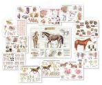 Equine Anatomy Laminated Wall Charts - Complete Set of 13 Charts SPECIAL OFFER