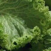 David's Garden Seeds Mustard Greens Old Fashioned 4495 (Green) 500 Non-GMO, Open Pollinated Seeds