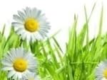 Full Strength 10ml Fragrance Oil: Scent: Cut Grass.