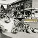 Billy Bragg & Wilco Aginst Th' Law