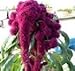 100 ELEPHANT HEAD AMARANTHUS Amaranthus Gangeticus Flower Seeds