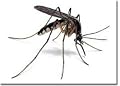 Soffell Mosquito Repellent Liquid Spray (Mosquito Spray) by Soffel