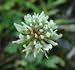 1# of White Clover Seed (Cover Crop, Pasture, Lawns, Wildlife Attractant).