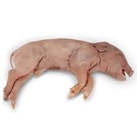 Nasco Fetal Pig - Size: 10"-13"; Injection: Double - Dissection & Science Education Materials - LS03789